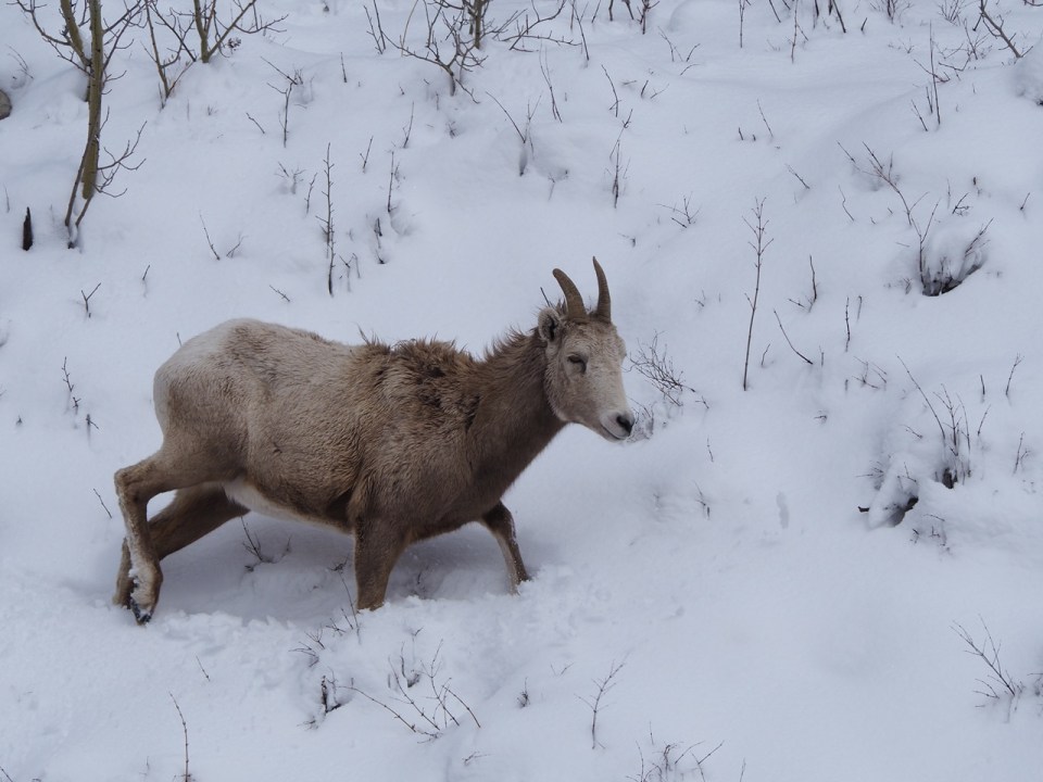  Waterton National Park, April 2026. Photograph: Malik Merchant / Simergphotos.