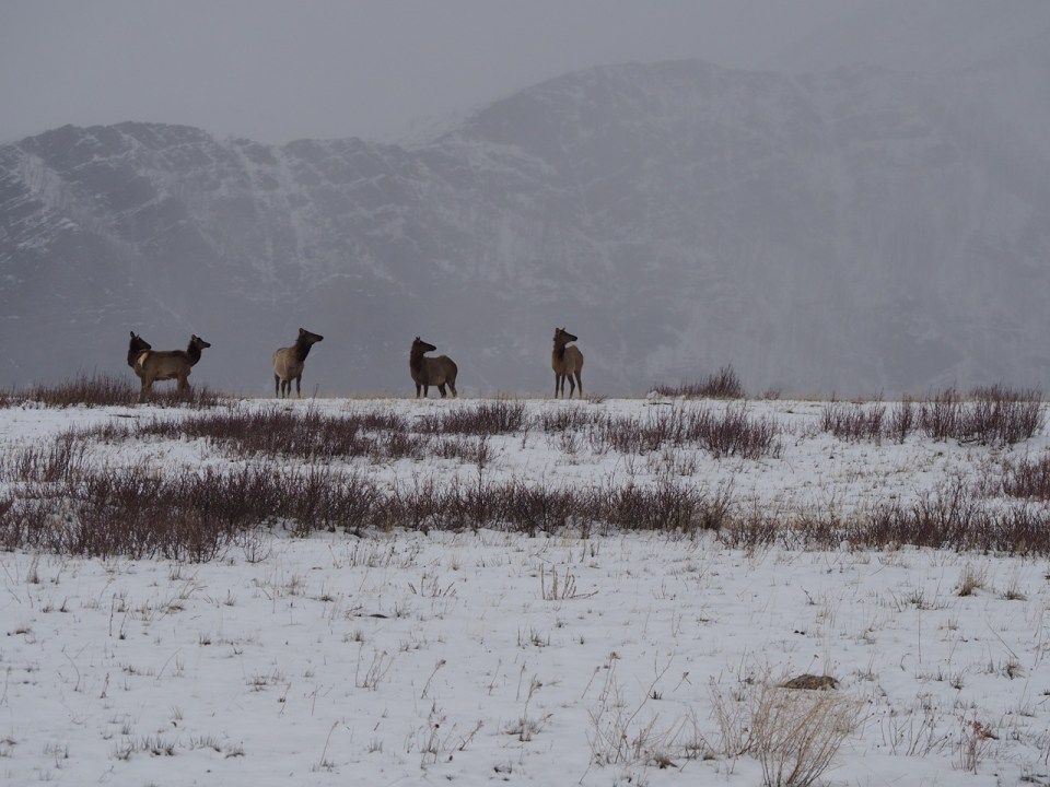  Waterton National Park, April 2026. Photograph: Malik Merchant / Simergphotos.