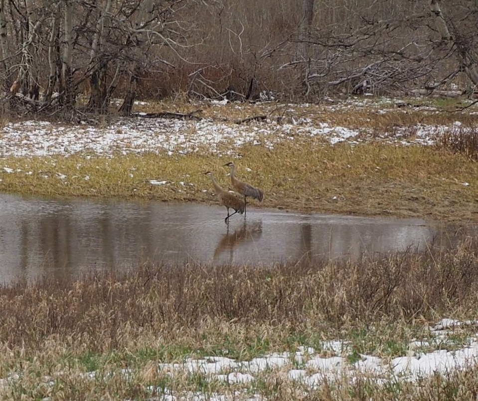  Waterton National Park, April 2026. Photograph: Malik Merchant / Simergphotos.