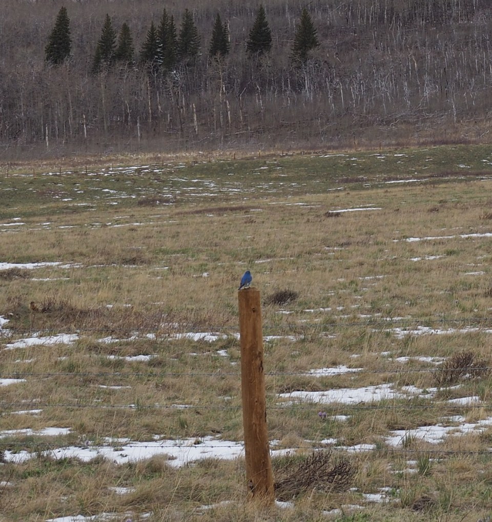 Mountain Bluebird