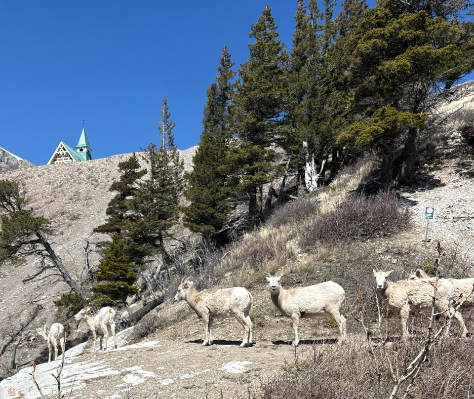 Big Horn Sheep 
