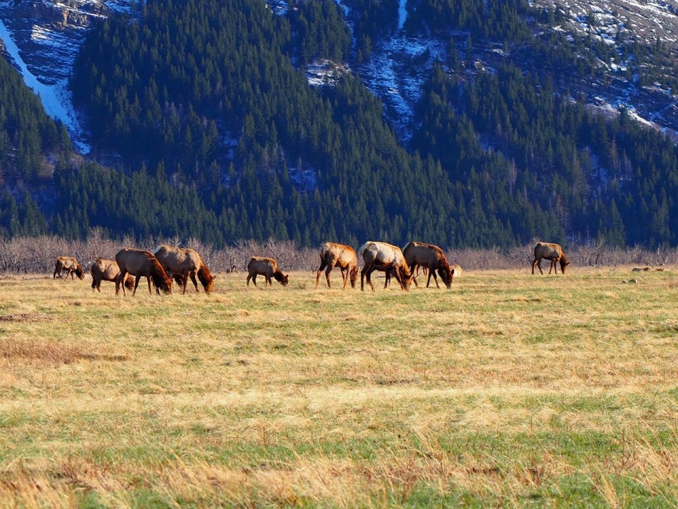 Elks Waterton National Park