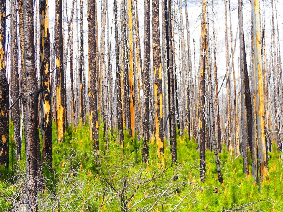 Burnt Trees