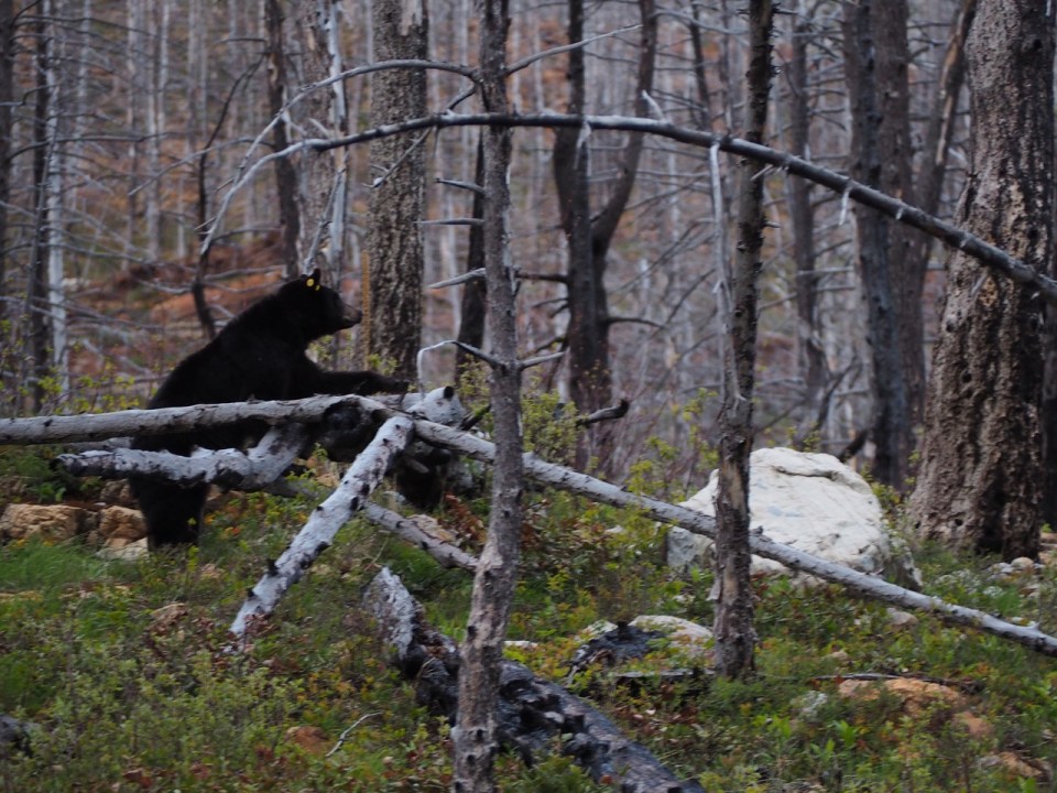Black Bear Akamina Parkway