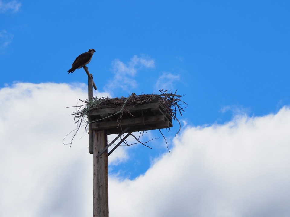 Osprey Lundbreck Falls