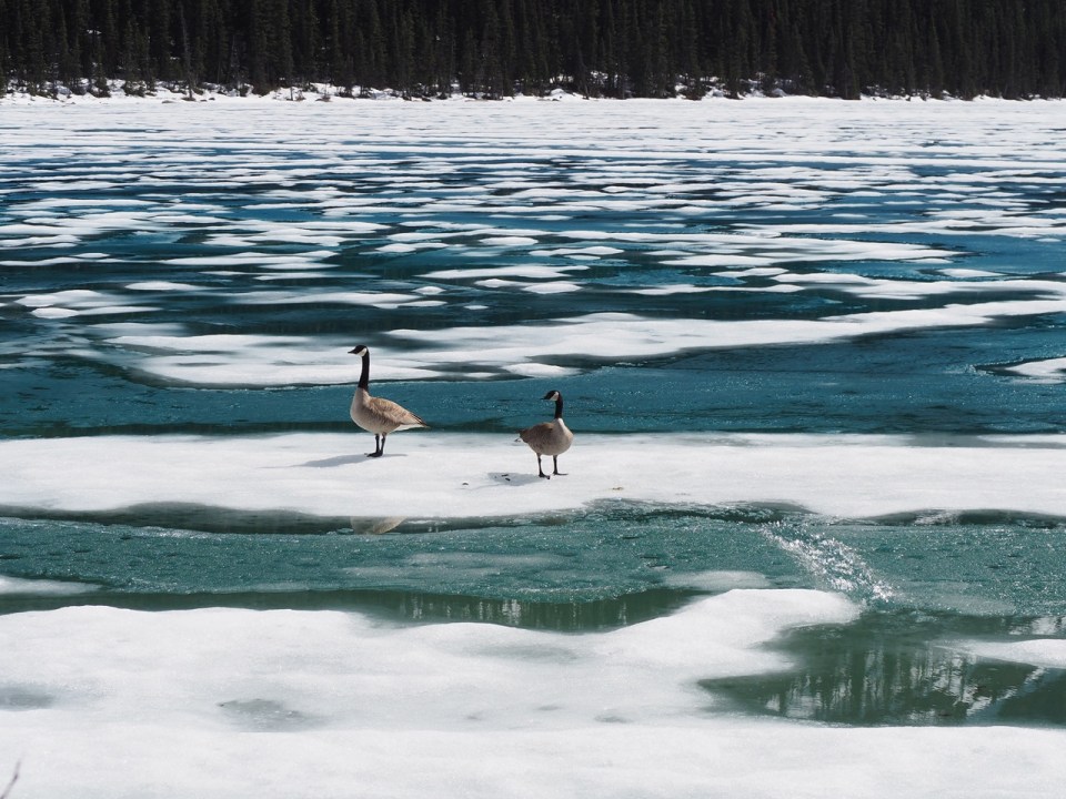 Canadian Geese on Lake Louise