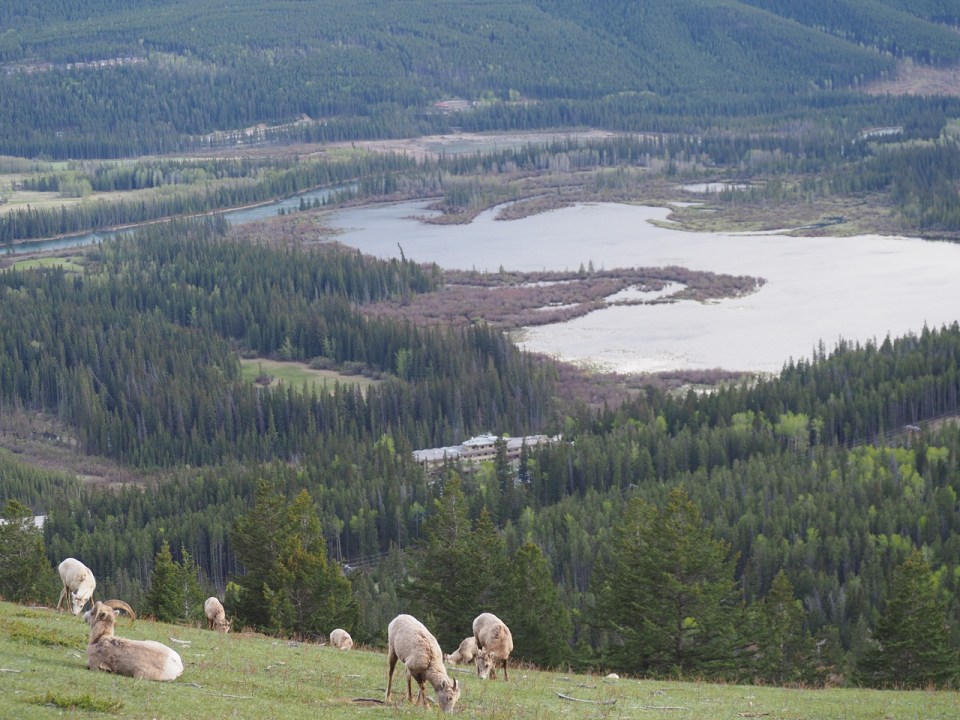 Bighorn sheep grazing on the slopes of the Norquay Lookout Point, overlooking Vermillion Lakes, Banff National Park, Alberta, Canada, May 2026. Photograph: Malik Merchant / Simergphotos.