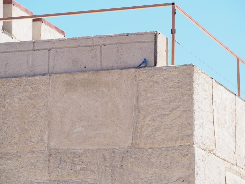 Mountain bluebird