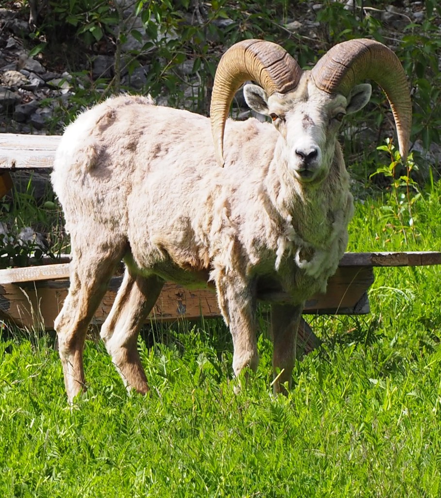 Big horn sheep, Kananaskis Trail (Hwy 40), 