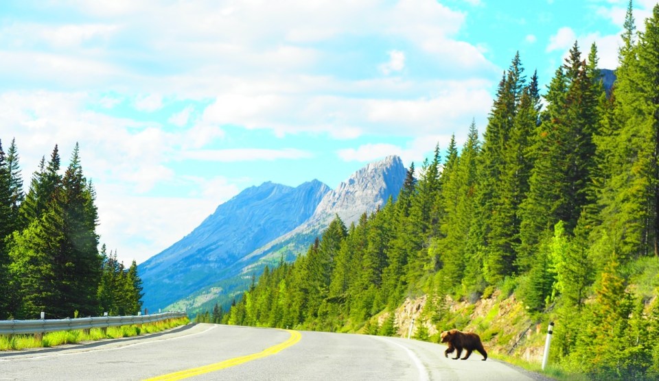 Grizzly
