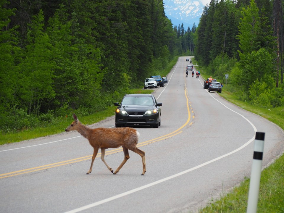 Deer