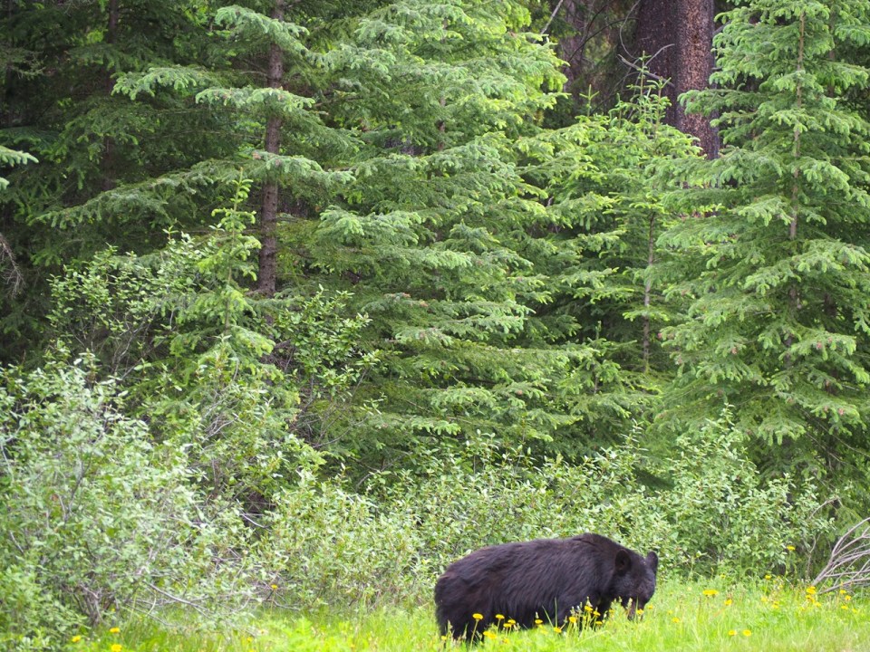 Black Bear