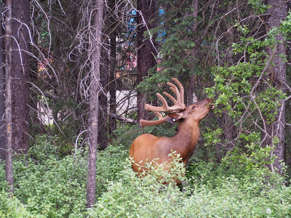 Elk Bow Valley Parkway