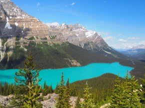 Stunning Peyto Lake on the Icefields Parkway, Banff National Park, Alberta, Canada, July 2026. Photograph: Malik Merchant.
