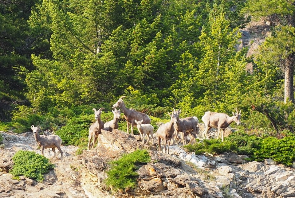 Mountain sheep Kananaskis