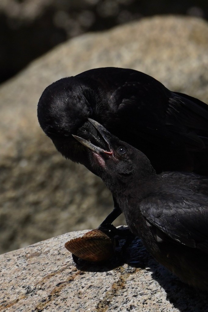 Ravens 