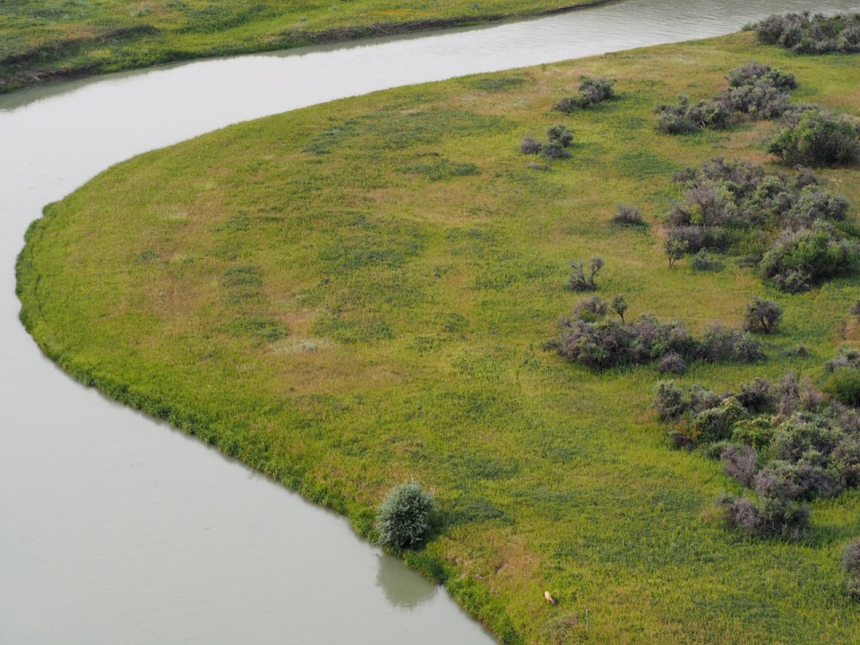 Pronghorn Writing-on-Stone