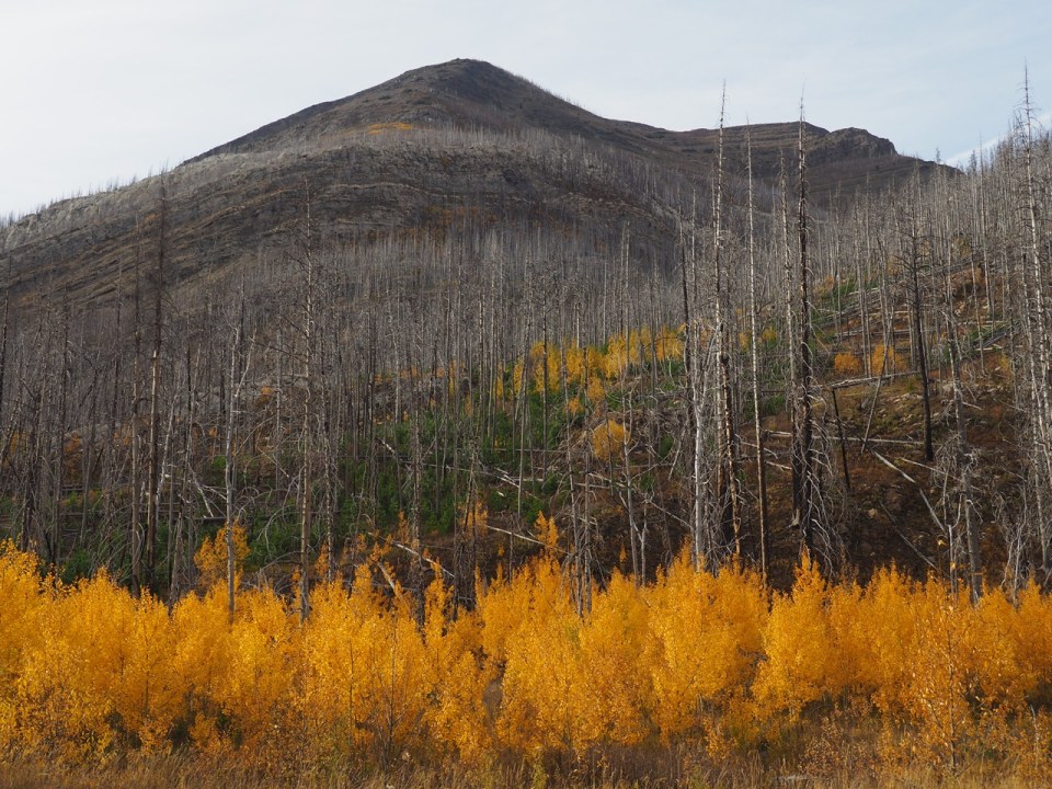 , Waterton Lakes National Park, Alberta, Canada, October 2026; Photograph: Malik Merchant / Simergphotos.