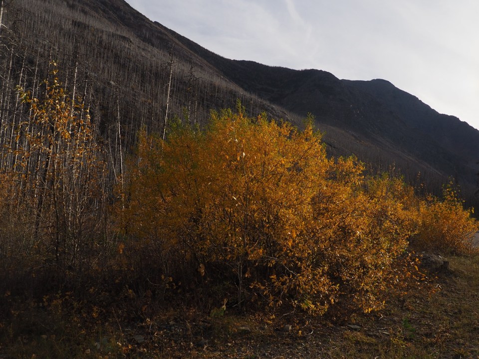 Autumn foliage at Akamina Parkway, Waterton Lakes National Park, Alberta, Canada, October 2026; Photograph: Malik Merchant / Simergphotos.