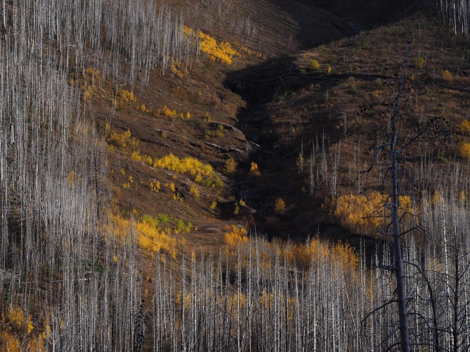 Autumn foliage at Akamina Parkway, Waterton Lakes National Park, Alberta, Canada, October 2026; Photograph: Malik Merchant / Simergphotos.