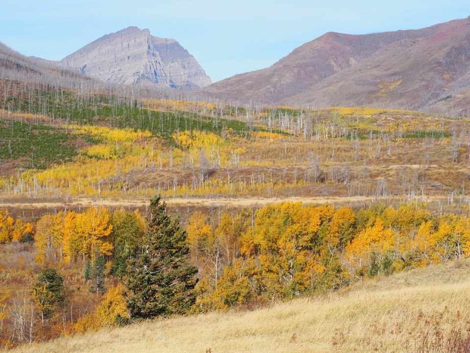 Autumn foliage on  Red Rock Canyon Parkway, Waterton Lakes National Park, Alberta, Canada, October 2026; Photograph: Malik Merchant / Simergphotos.