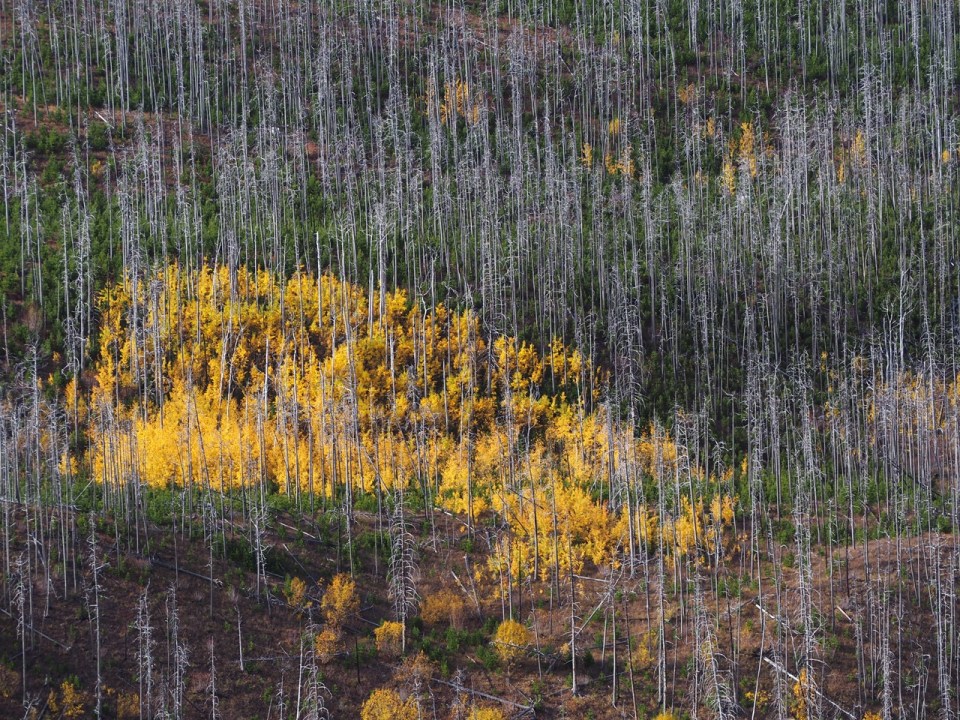 Red Rock Canyon Parkway, Waterton Lakes National Park, Alberta, Canada, October 2026; Photograph: Malik Merchant / Simergphotos.