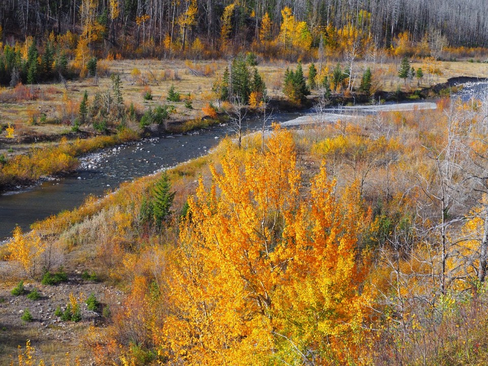 Autumn foliage on  Red Rock Canyon Parkway, Waterton Lakes National Park, Alberta, Canada, October 2026; Photograph: Malik Merchant / Simergphotos.