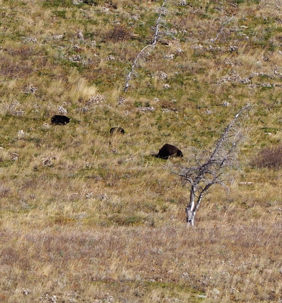 Black bears Waterton National Park
