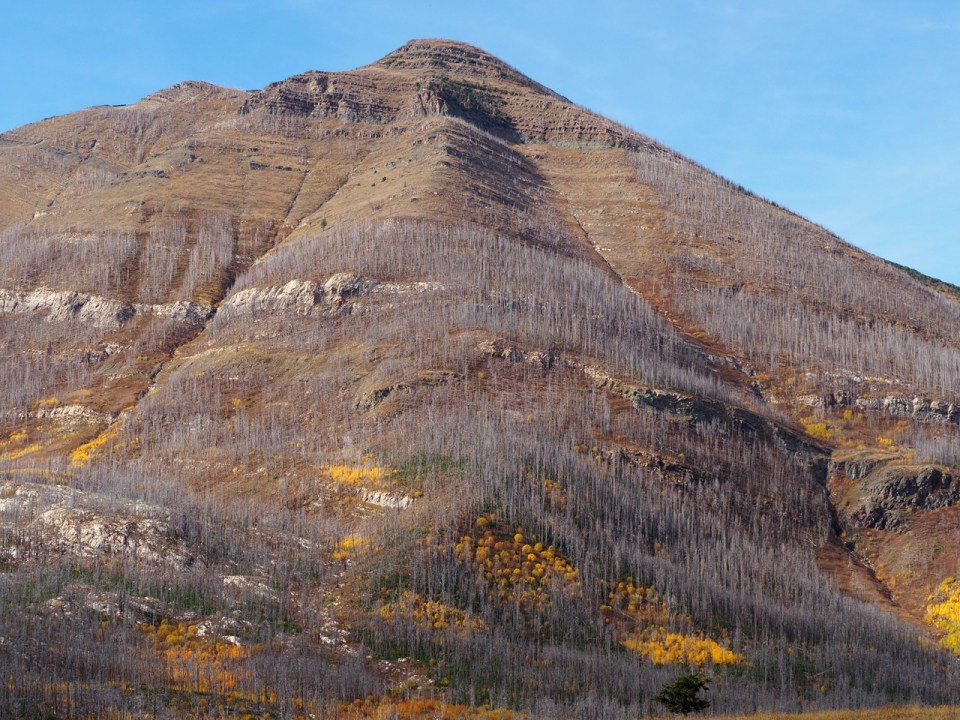 the burnt-out trees from the 2017 Kenow Wildfire at Akamina Parkway, Waterton Lakes National Park, Alberta, Canada, October 2026; Photograph: Malik Merchant / Simergphotos.