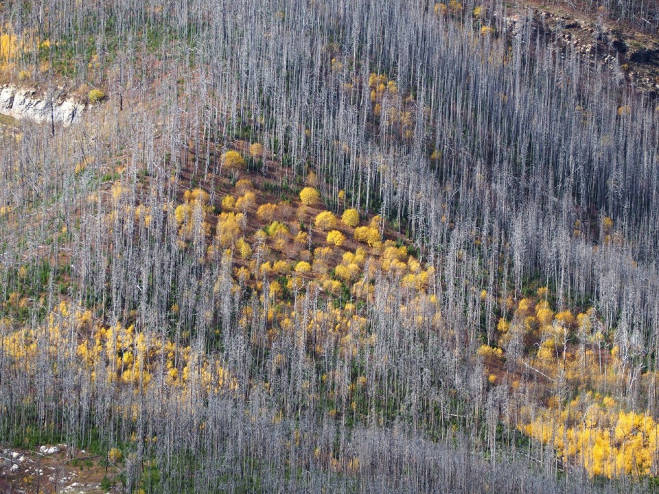 the burnt-out trees from the 2017 Kenow Wildfire at Akamina Parkway, Waterton Lakes National Park, Alberta, Canada, October 2026; Photograph: Malik Merchant / Simergphotos.