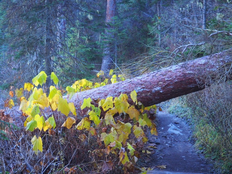 Emerald Lake Loop Trail